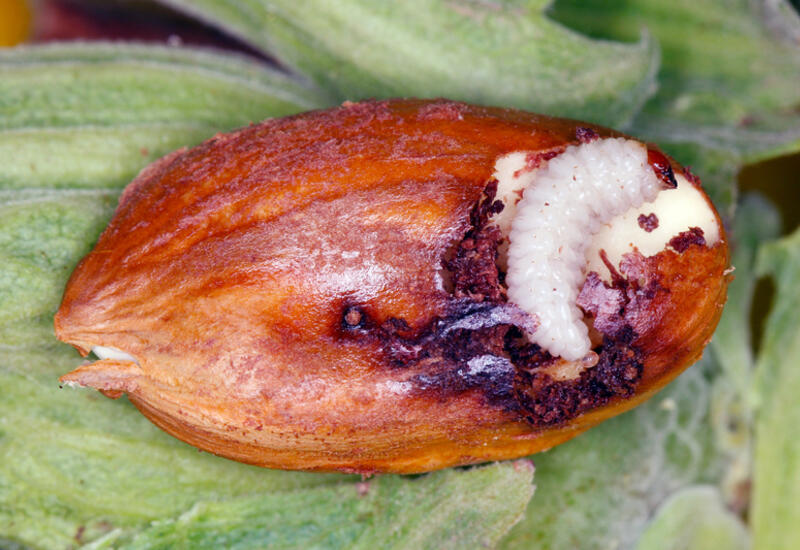 Les larves du balanin se développent en consommant l'amandon des noisettes