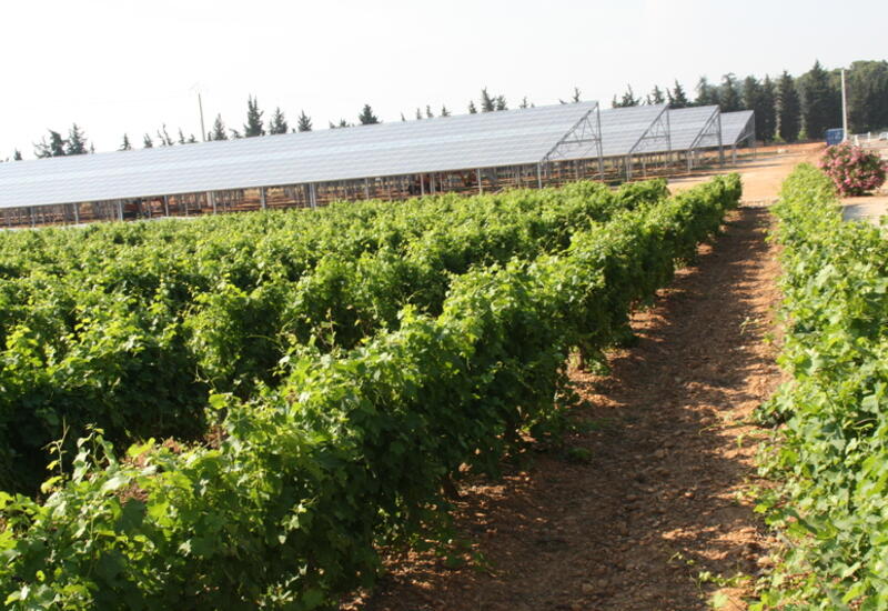 Les agriculteurs et développeurs photovoltaïques doivent pouvoir attester de procurer en priorité un service agricole à l'exploitation tout en évitant l'artificialisation des sols.