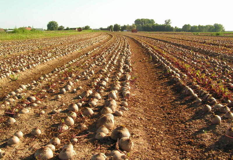 Dans le Loiret,  première zone de production, la plupart des variétés semées présente le caractère de tolérance à la rhizomanie. 