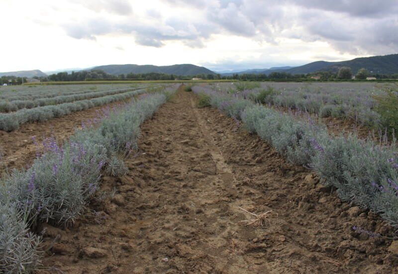 La lavande et le lavandin représentent environ 33 000 ha en France, soit près de la moitié des surfaces des PPAM.