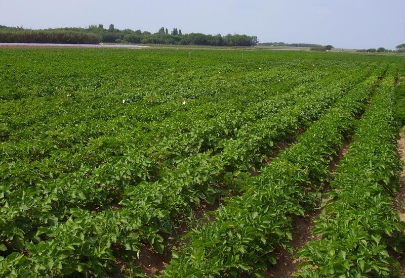 L'Acpel a testé différents systèmes de culture innovants de la pomme de terre primeur, moins dépendants d’une protection phytosanitaire classique dans le contexte de l'île de Ré.