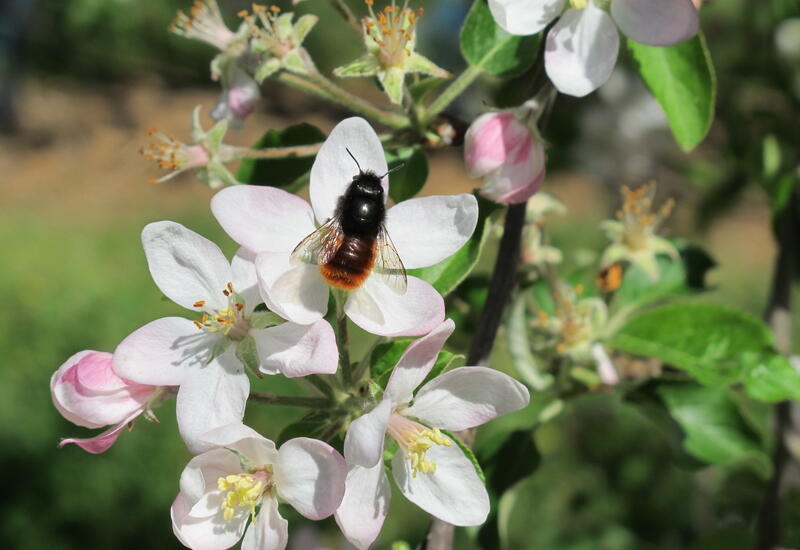 Une enquête européenne est en cours pour mieux connaître les abeilles sauvages. 