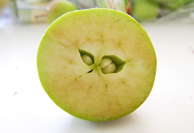 En l'absence de pépins dans certains loges carpellaires, les pommes se développent asymétriquement.