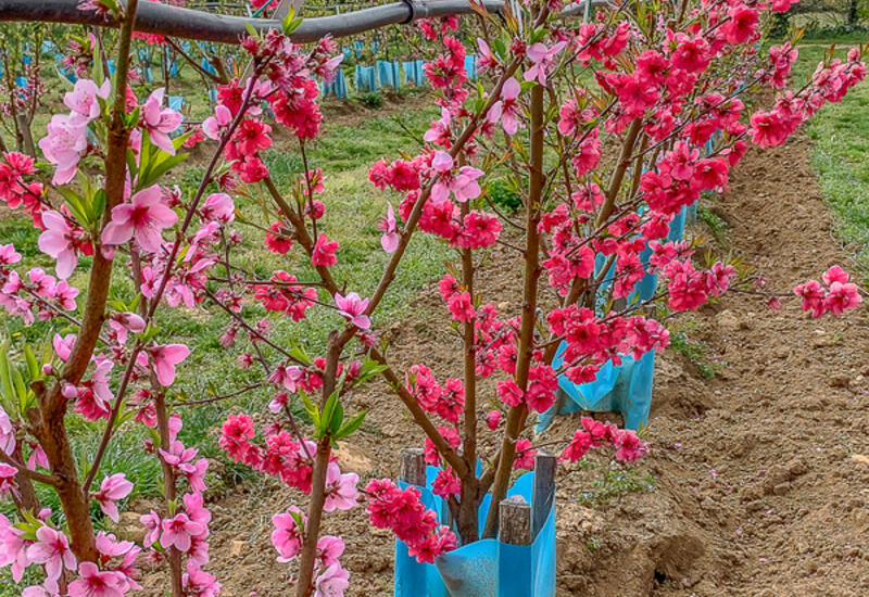 Près de 460 ha de vergers de pêche-nectarine ont été plantés en 2020 au sein de l’AOP.