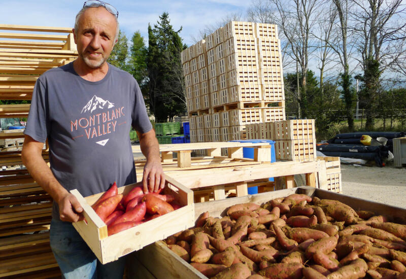 Bruno Jurrus est installé sur 40 ha de SAU dont 20 ha en patates douces bio.