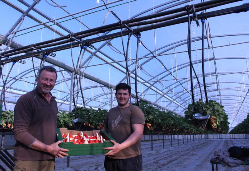 Didier et Romain Leyx-Valade réalisent une première campagne de production de fraise hors-sol, sous une multichapelle construite en suivant "un alignement de planètes".