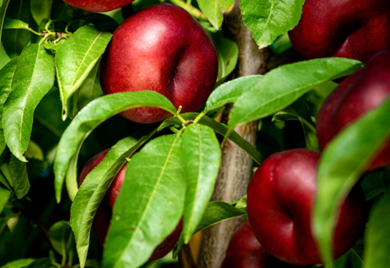 ASF propose 11 variétés de nectarines plates commercialisées sous la marque Ondine.
