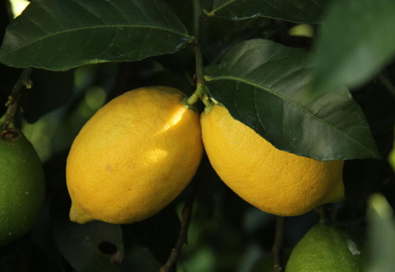 Citron Jaune ( lot de 4 )Portugal - Goncalves Fruits et Légumes