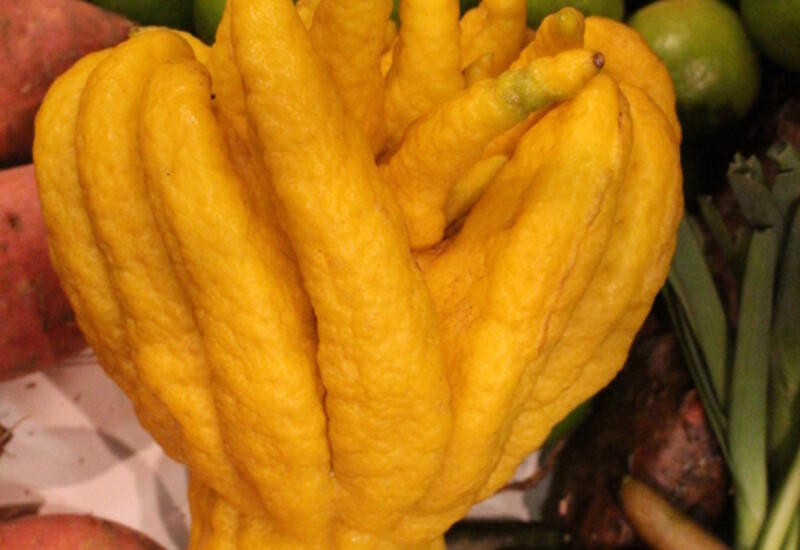 Les cultures d'agrumes sous serre représentent 4 ha, avec principalement des citronniers, orangers et pamplemoussiers mais aussi la Main de Bouddha (photo).