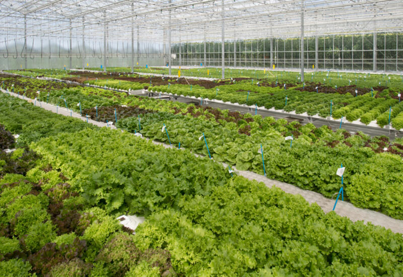 Nunhems dispose de plusieurs serres dédiées à la recherche sur la salade en hydroponie.