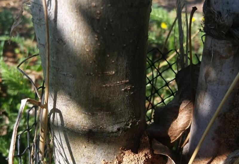 Une fourmilière est présente au pied d'un arbre sur deux dans la zone où les symptômes d'attaque de puceron sont les plus sévères.