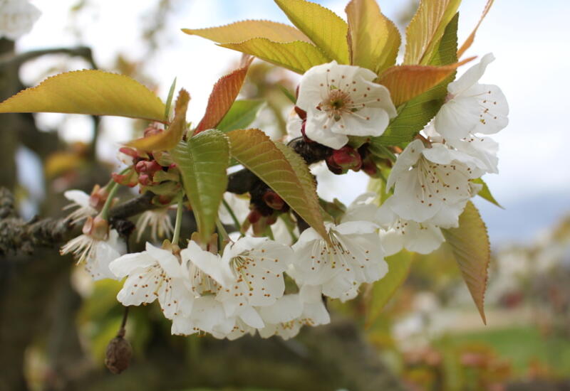 Le cerisier nécessite 700 à 1 200 heures de froid sur la période hivernale pour que le débourrement s'effectue normalement.