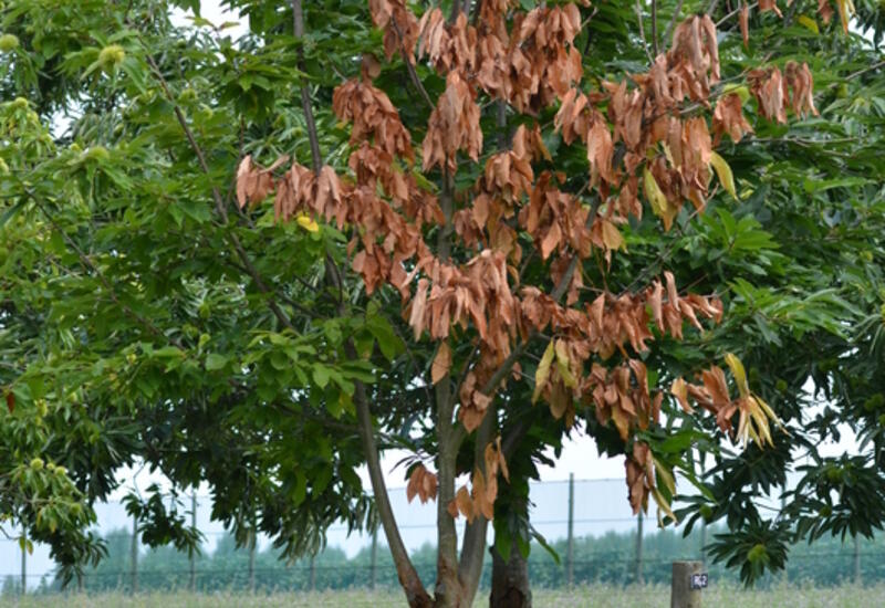Le chancre de l’écorce du châtaignier peut causer le dépérissement et la mort de l’arbre hôte.