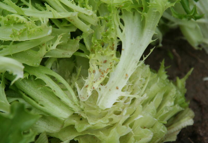 Le projet Agronicoleg étudie plusieurs leviers contre les pucerons sur salade : filets anti-insectes, faune auxiliaire et variétés.