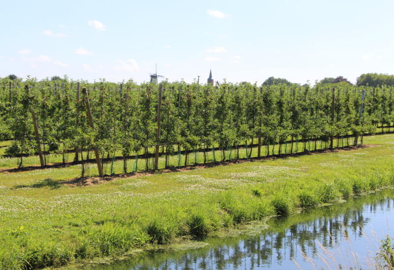 La présence d’alluvions et d’eau dans la région du Betuwe en fait une zone particulièrement adaptée à la production fruitière.