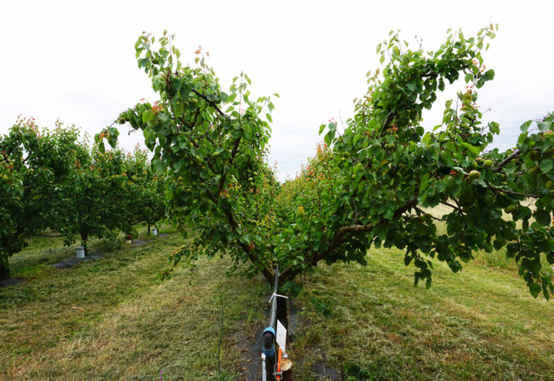 La conduite en haie fruitière testée à SudExpé consiste à resserrer les charpentières des arbres en gobelet.