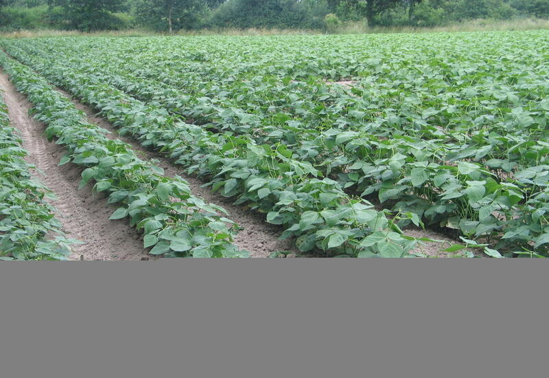 Des filières légumes secs se mettent en place dans la plupart des régions.