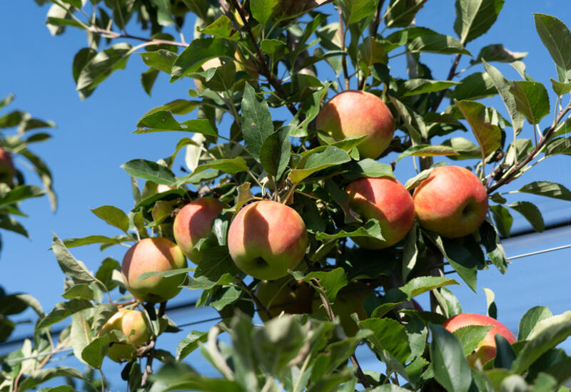 Première récolte de pommes et poires répondant aux objectifs "Durabilité des fruits", en Suisse.