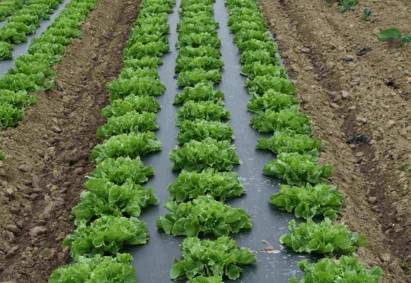 Une cinquantaine d’hectares de salade sont désormais plantés sur paillage biodégradable.