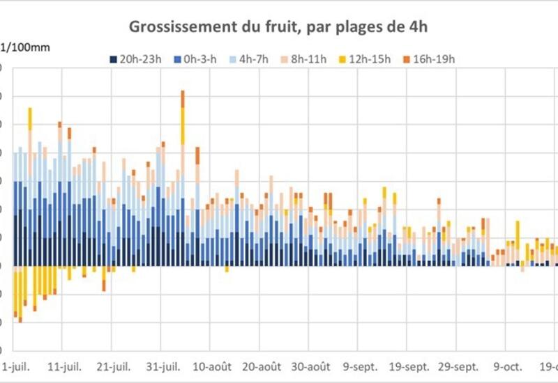 Grossissement du fruit par plage de 4h sur Rosy Glow en  2021 à Cavaillon.Les pommes Rosy Glow grossissent plus la nuit que le jour jusqu’à fin août. 