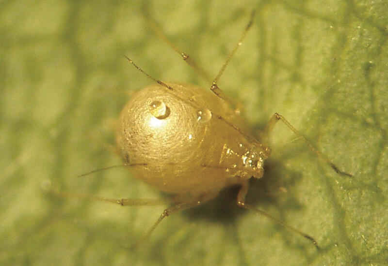 La présence d'Aphidius se repère par la présence de momies dorées de pucerons. La larve des Aphidius se développe à l'intérieur du puceron et en sort par un trou circulaire.