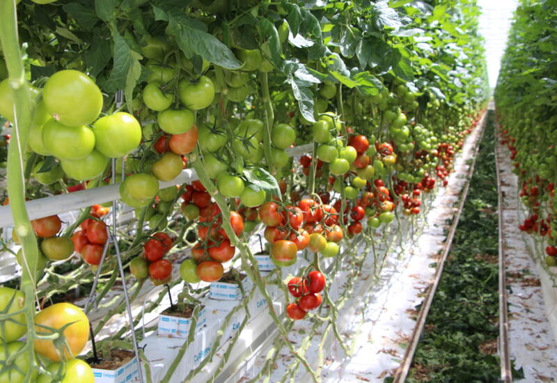 Les producteurs de tomate sous serre sont très inquiets de l’augmentation du prix du gaz.