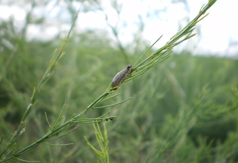 Les adultes et les larves s’attaquent à l’ensemble des parties aériennes de l’asperge.