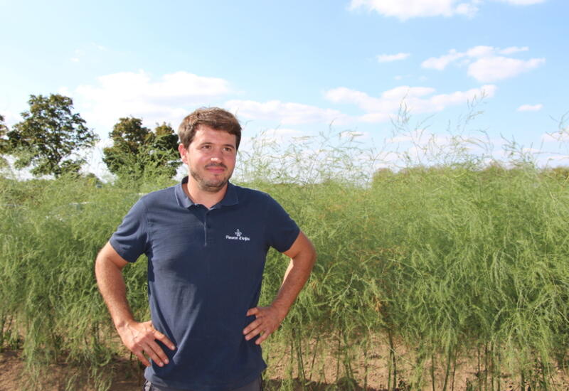 « J’ai dû arrêter la récolte des asperges vertes à cause du criocère », témoigne Kévin Masse, producteur d'asperge bio.