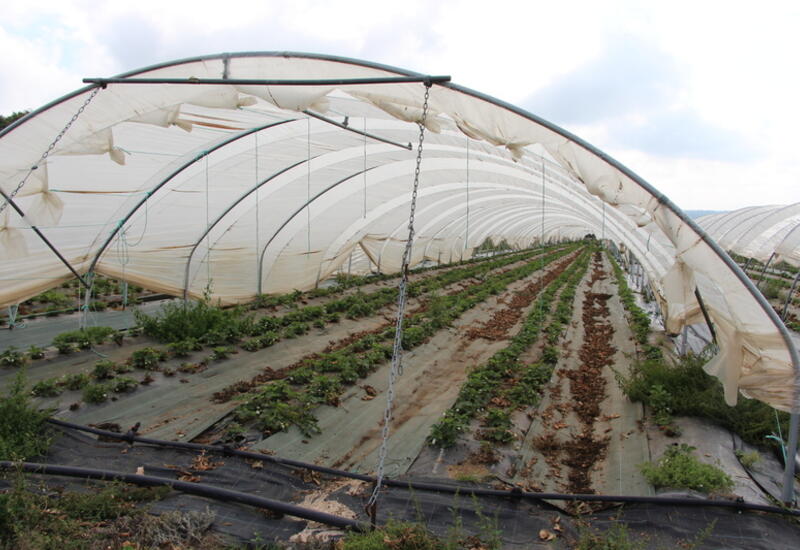 Le Pépin et la plume cultive 6 hectares de fraisiers et commercialise 100 tonnes de fraises par an de mi-avril à mi-octobre. 