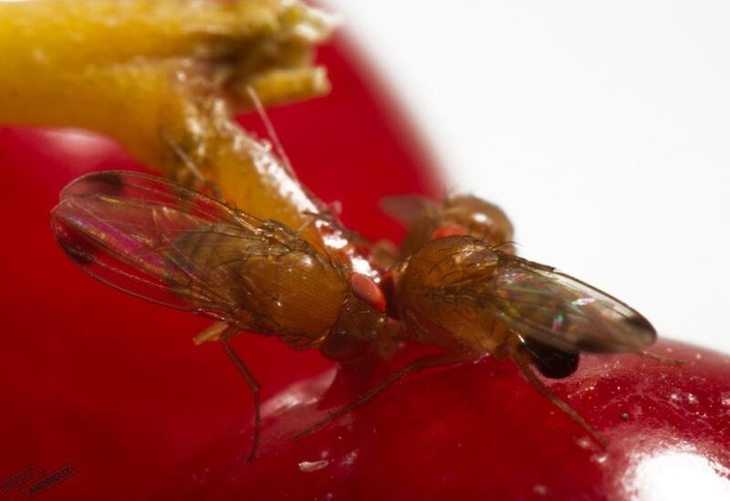 Cerise : L’argile contre les dégâts de Drosophila suzukii