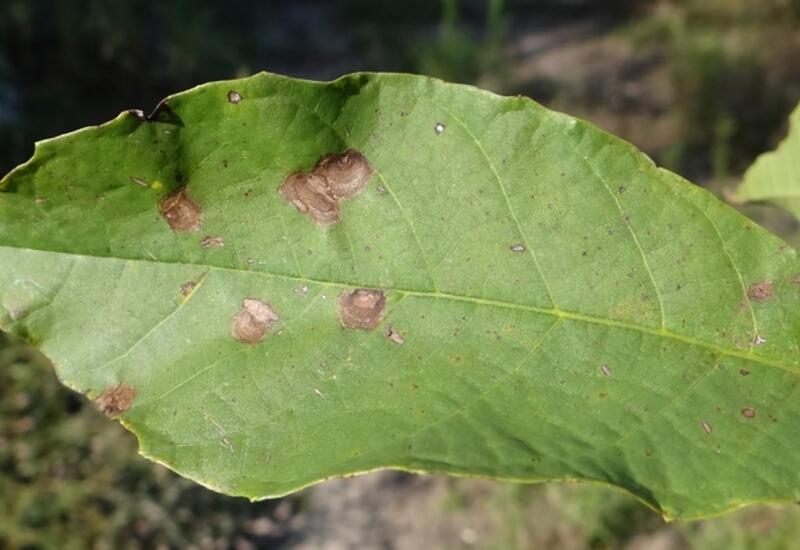 Le champignon Ophiognomonia leptostyla attaque les feuilles et les rameaux, entraînant une perte de calibre des fruits. 