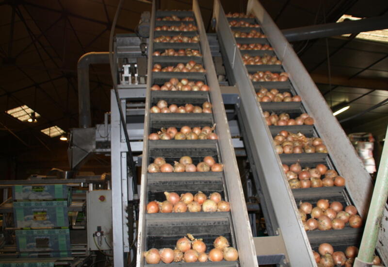 Le prix des oignons devrait être majoré d’au moins 26 centimes par kilo pour faire face aux surcoûts de production.