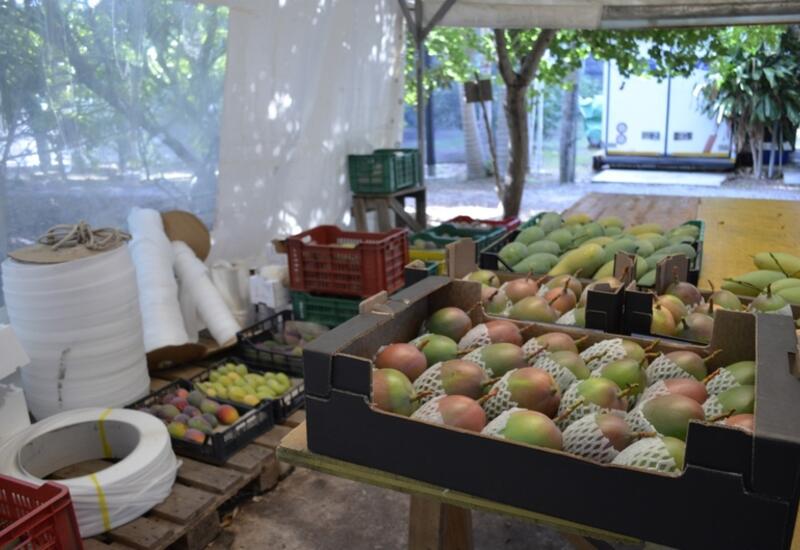 Les fruits sont soigneusement nettoyés et emballés, un par un, avant d’être envoyés chez des grossistes ou détaillants par camion.