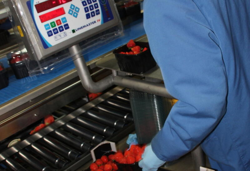 La production de fraises belges est dominée par Elsanta. Aujourd’hui, la filière cherche de nouvelles variétés qui puissent offrir rentabilité, tenue et saveur tout en permettant d’assurer une gestion durable des maladies et ravageurs.