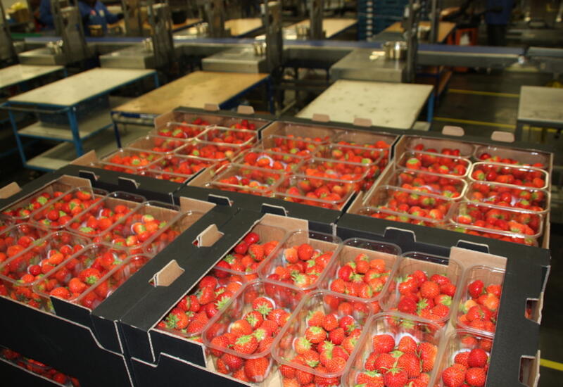 Le Centre flamand des technologies post-récolte teste différents enrobages pour améliorer la conservation des fraises.