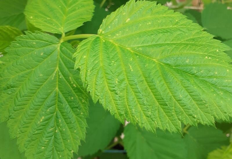 La pression de l'acarien Eriophyes augmente sur framboisier, sur lequel il provoque notamment des crispations du limbe des feuilles.