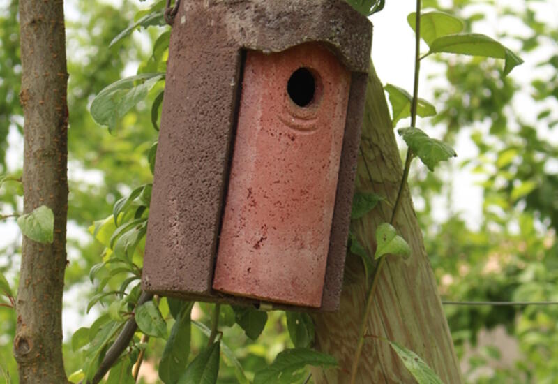 Les gîtes et nichoirs pour accueillir oiseaux et chauves-souris favorisent leur présence dans les vergers. 
