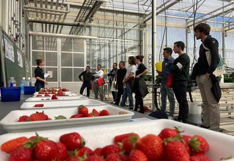 Le comportement des nouvelles variétés de fraise en production hors-sol est comparé aux références notamment, Gariguette et Clery en production précoce.