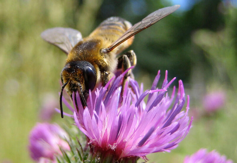 Les Megachilidae possèdent une brosse ventrale pour récolter le pollen.