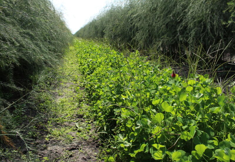 Lorsque le couvert végétal est maintenu pendant toute la durée de la vie de l’aspergeraie, l’inter-rang devient alors une zone favorable à la replantation.