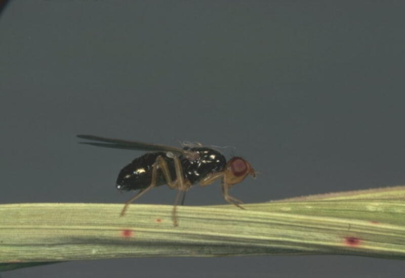 Les imagos qui mesurent entre 4 et 5 mm de long ont un corps noir et brillant avec des ailes transparentes plus longues que l’abdomen.