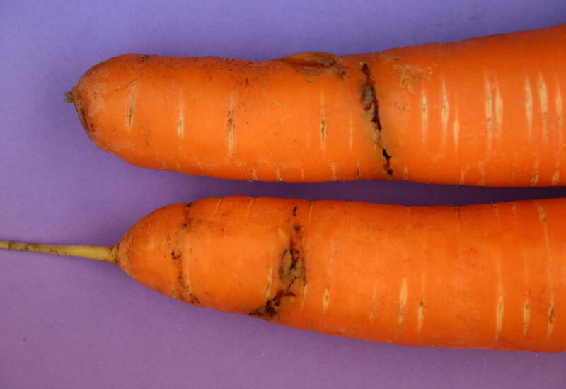 Dégâts sur carotte