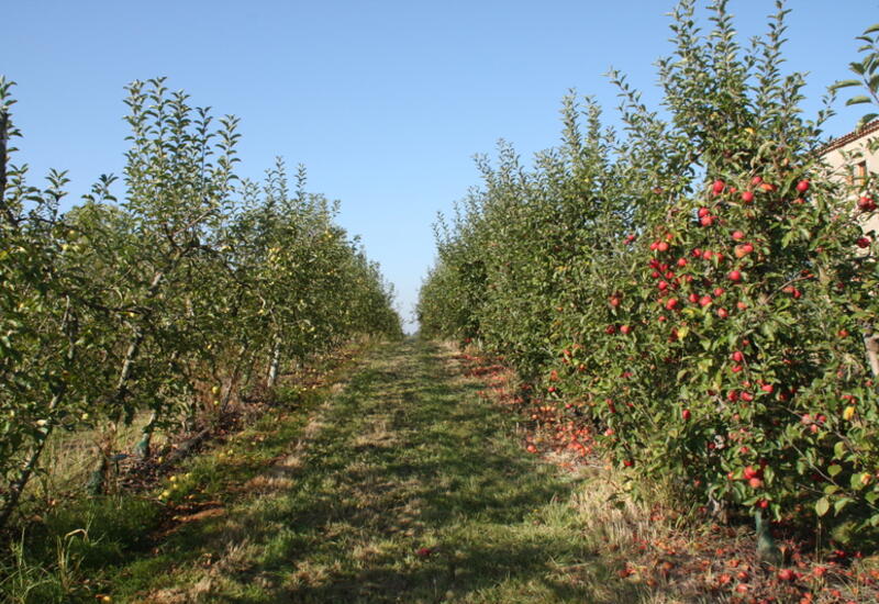 L'avancée de la floraison du pommier liée au changement climatique est à l'origine d'un démarrage plus précoce de la saison tavelure.