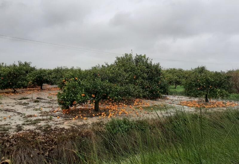 Les pertes avoisineraient 62 M€ dans la région de Valencia, concentrées sur les vergers d’agrumes tardifs. © AVA-ASAJA