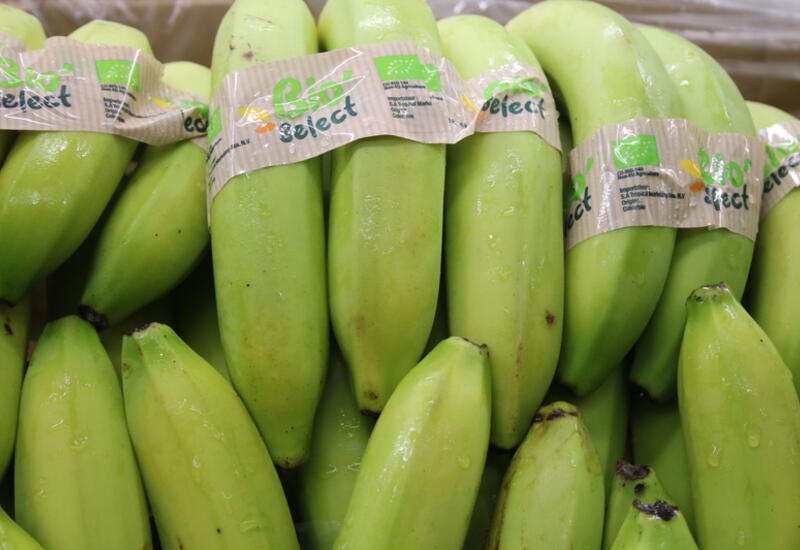 La banane Bio' Select, commercialisée depuis septembre dernier, atteint déjà 1000 t en volumes vendus. © Philippe Gautier - FLD