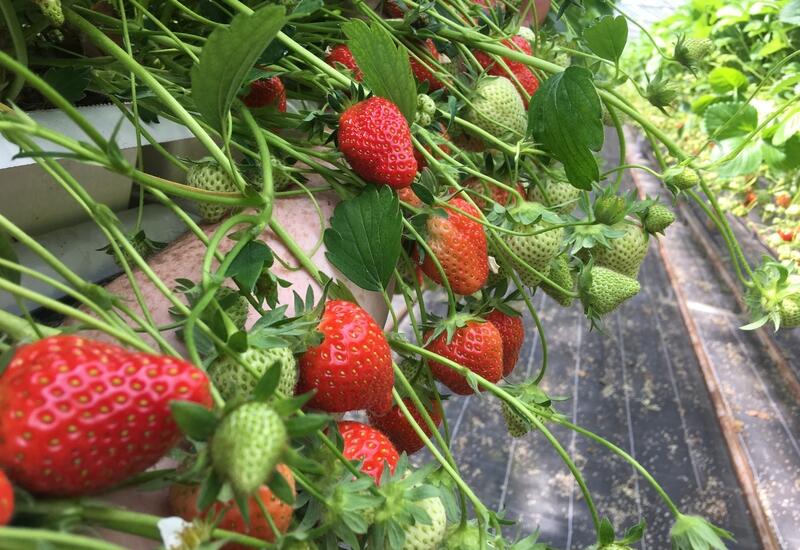 Le beau temps favorisant la consommation, des opérateurs estiment même qu’il pourrait manquer de fraises en fin de semaine. © Véronique Bargain - FLD