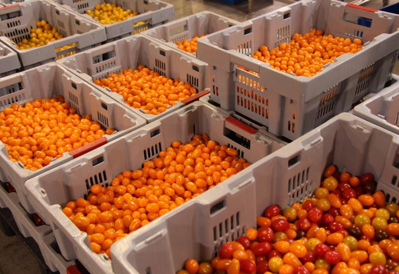 Très orientés sur la RHD et la consommation apéritive, en tomates, les petits fruits ont souffert plus que les autres segments  de la crise. © Véronique Bargain - FLD