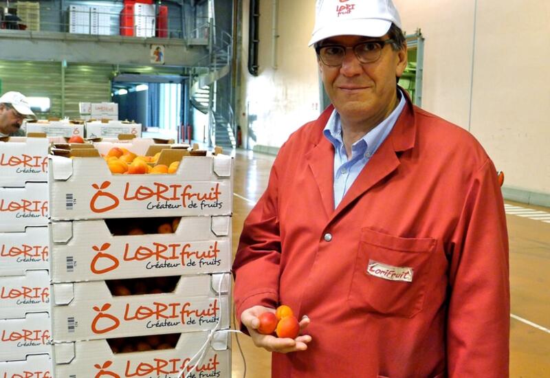 Cette année, la récolte en abricots, pêches, nectarines, et kiwis devrait  être en baisse (à 7 000 t) pour la  coopérative Lorifruit.  © Pierre-Louis Berger - FLD
