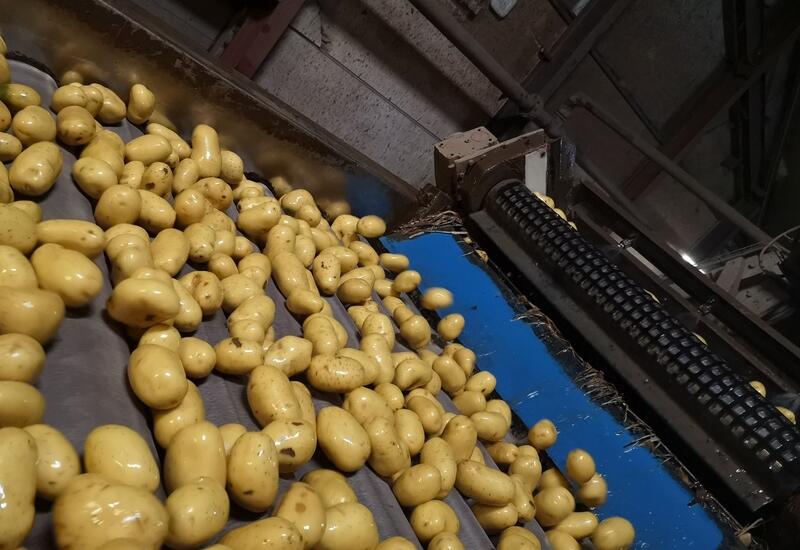 Les importations britaniques de pommes de terre ont représenté 1,03 Mt, soit une baisse de 33 % par rapport à la saison précédente  © Europatat
