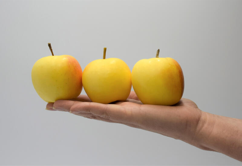 La première variété choisie est une pomme à peau jaune, récoltée fin août et douce et sucrée en goût.  © Snacking Project